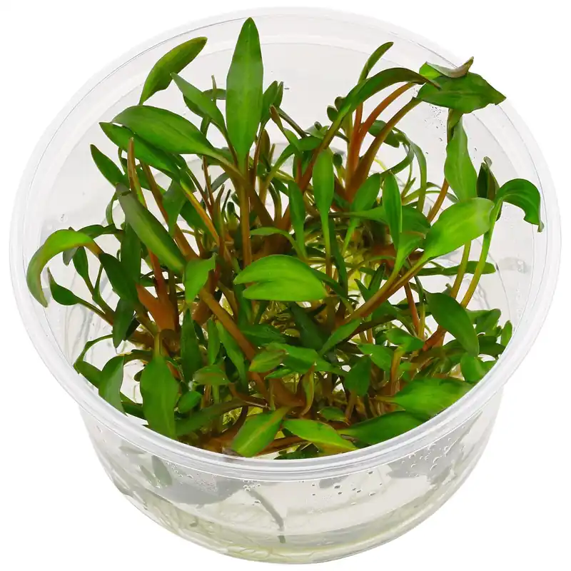 Schneller Versand Cryptocoryne walkeri 'Hobbit' Schwierigkeit