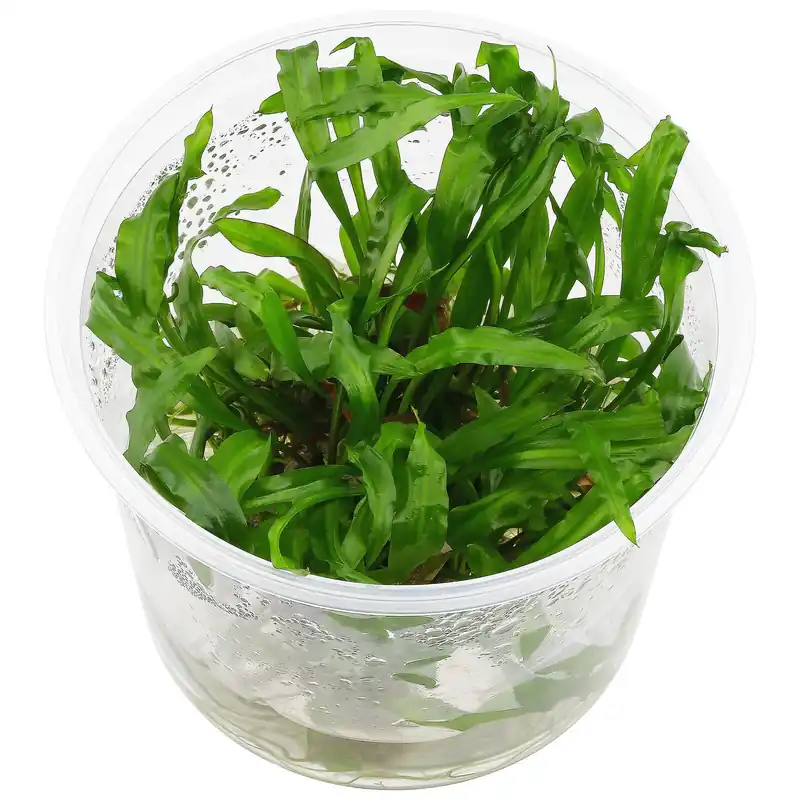 Letzte Chance Cryptocoryne spiralis "Cooksche Form" Schwierigkeit