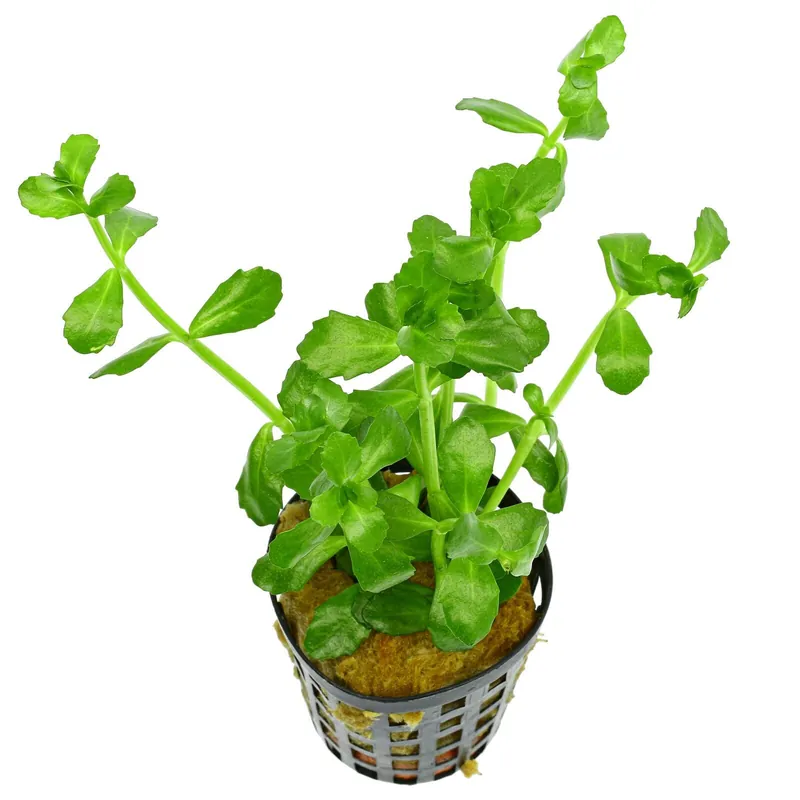Bacopa monnieri Schwierigkeit Neue Kollektion