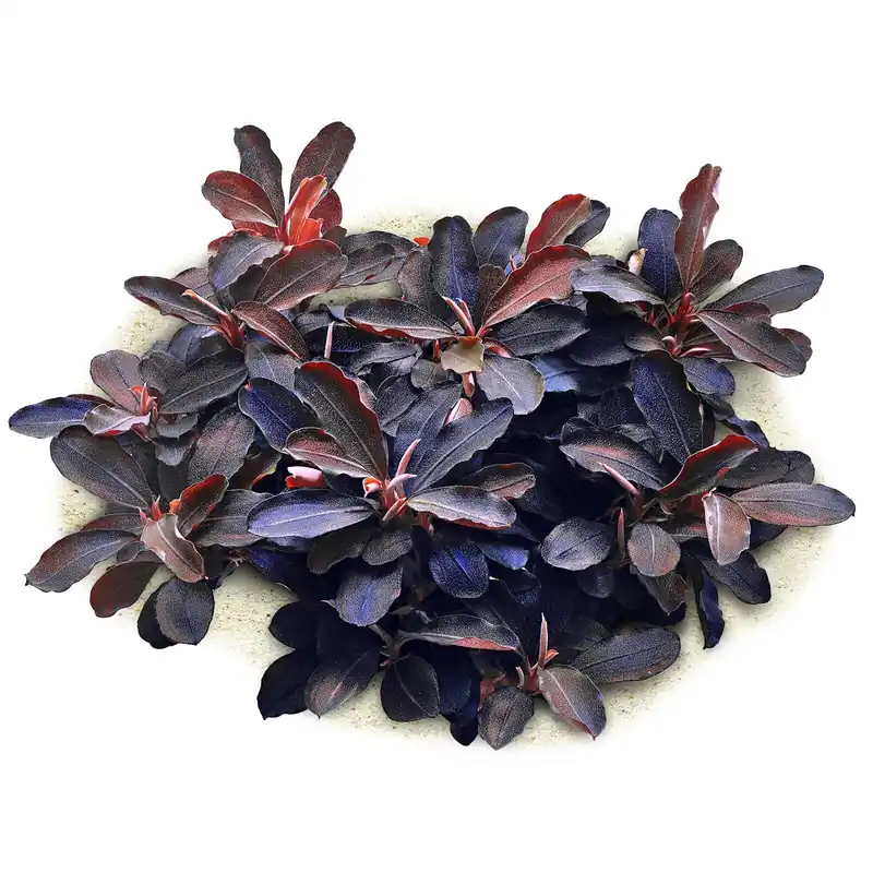 Bucephalandra sp. "Theia" Schwierigkeit Top-Angebot