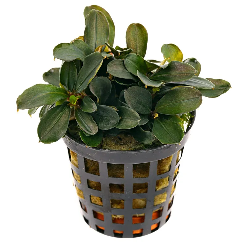 Bucephalandra sp. "Theia" Schwierigkeit Neue Ware