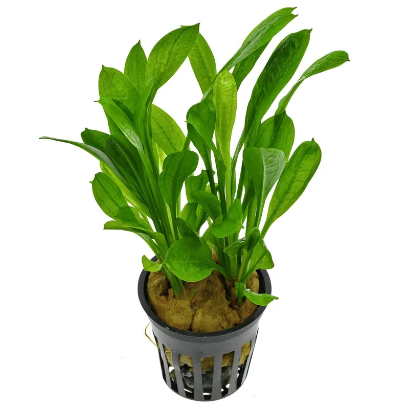 Echinodorus grisebachii 'Tropica' Schwierigkeit Neue Ware