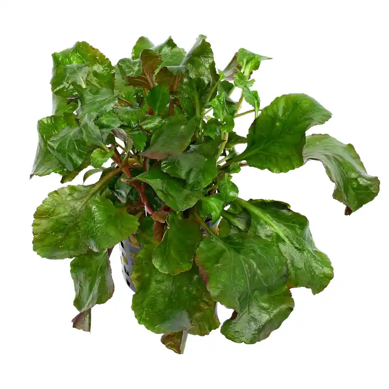 Neu Im Sortiment Lobelia cardinalis 'Wavy' Schwierigkeit