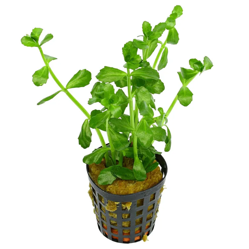 Beliebt Bacopa monnieri Schwierigkeit