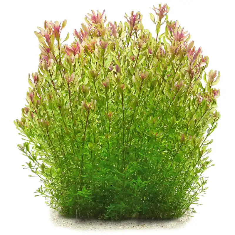 Geprüft Rotala rotundifolia 'Shimoga' Schwierigkeit