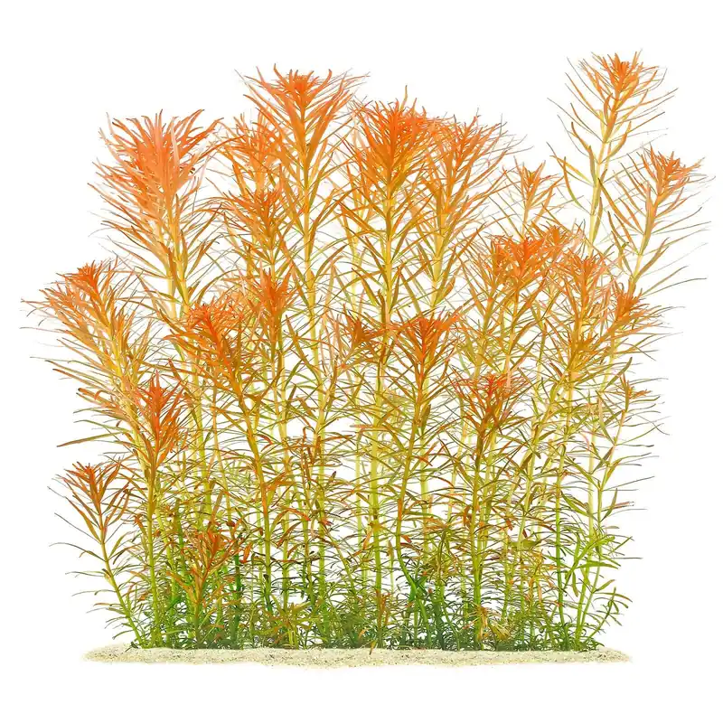 Ludwigia inclinata var. verticillata 'Pantanal' Schwierigkeit Jetzt Bestellen