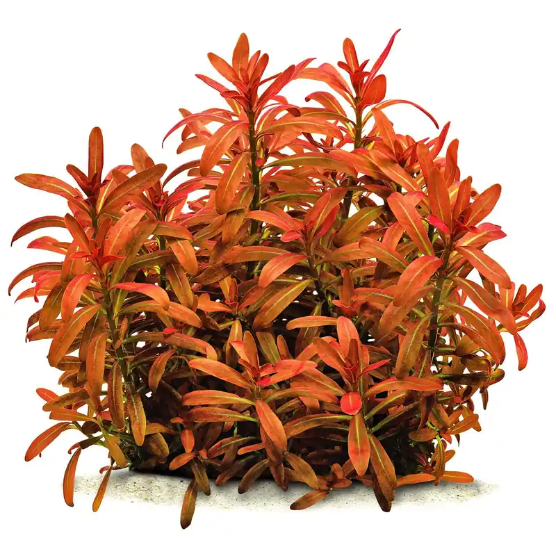 Saisonangebot Rotala ramosior "Sunset" Schwierigkeit