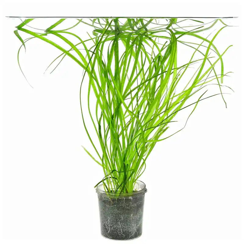 Direkt Vom Hersteller Helanthium bolivianum 'Angustifolius' Schwierigkeit
