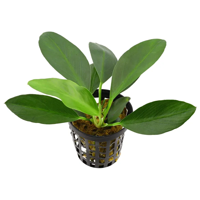 Highlight Anubias afzelii ("congensis") Schwierigkeit