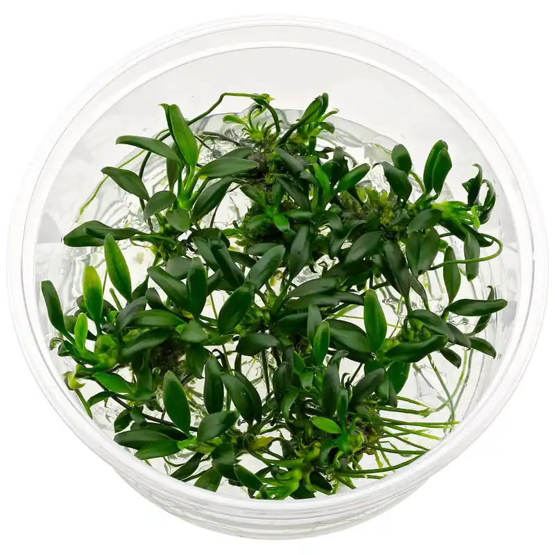 Preisreduziert Anubias barteri var. nana 'Pangolino' Schwierigkeit