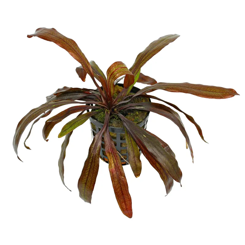 Jetzt Bestellen Echinodorus 'Rubin Narrow Leaf' Schwierigkeit