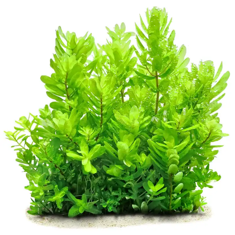Preisreduziert Rotala sahyadrica Schwierigkeit