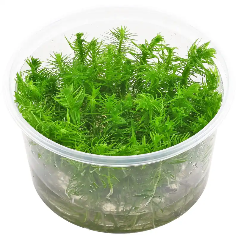 Markenware Pogostemon cf. deccanensis Schwierigkeit