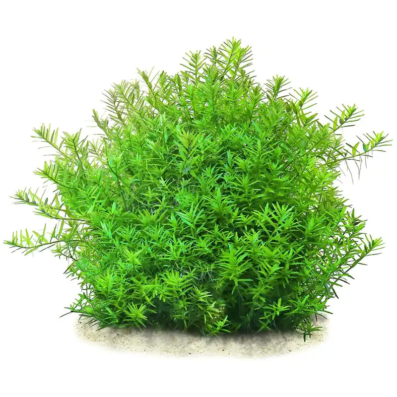 Rabatt Rotala rotundifolia 'Pink' Schwierigkeit