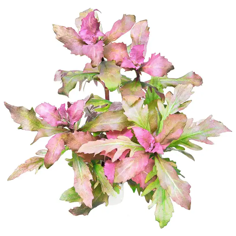 Preis Gesenkt Hygrophila triflora Schwierigkeit