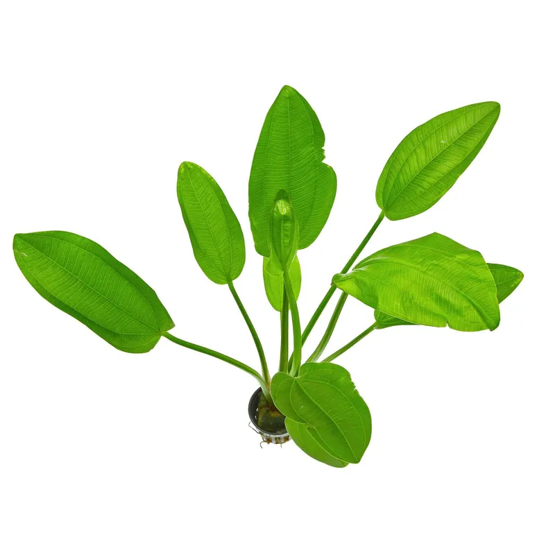 Echinodorus cordifolius "Fluitans" Schwierigkeit Geprüft