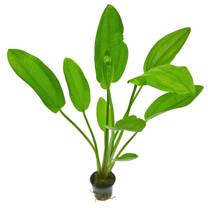 Echinodorus cordifolius "Fluitans" Schwierigkeit Markenprodukt