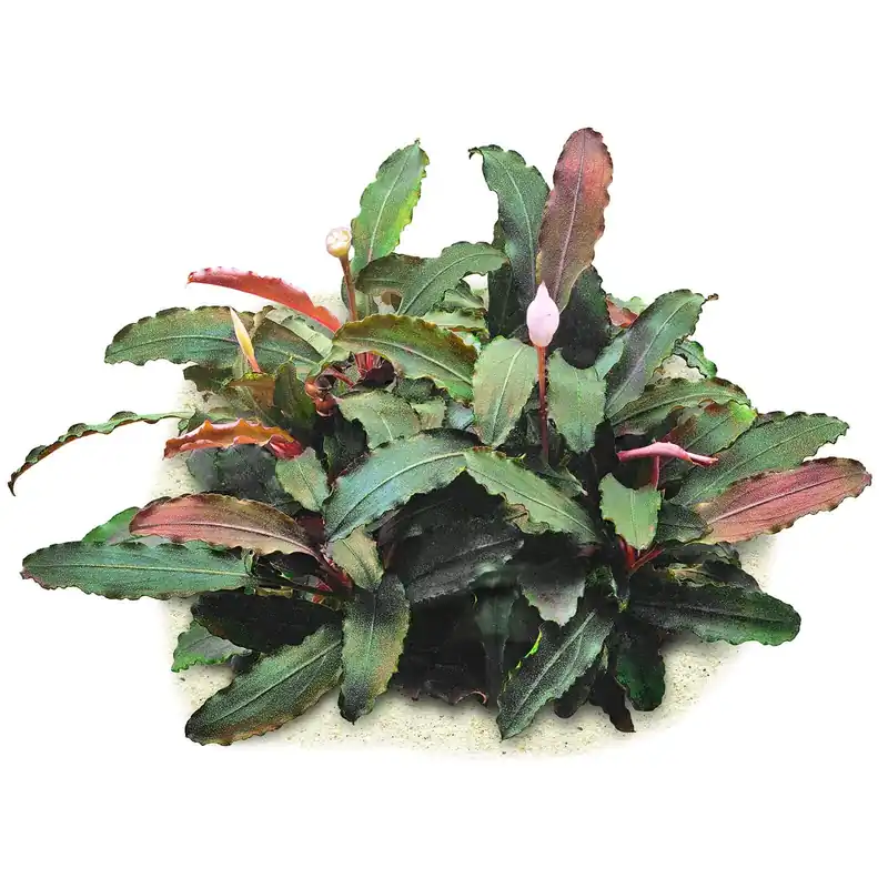 Aktuell Bucephalandra sp. "Theia Green" Schwierigkeit