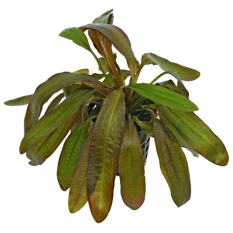 Preis Gesenkt Echinodorus 'Rubin' Schwierigkeit