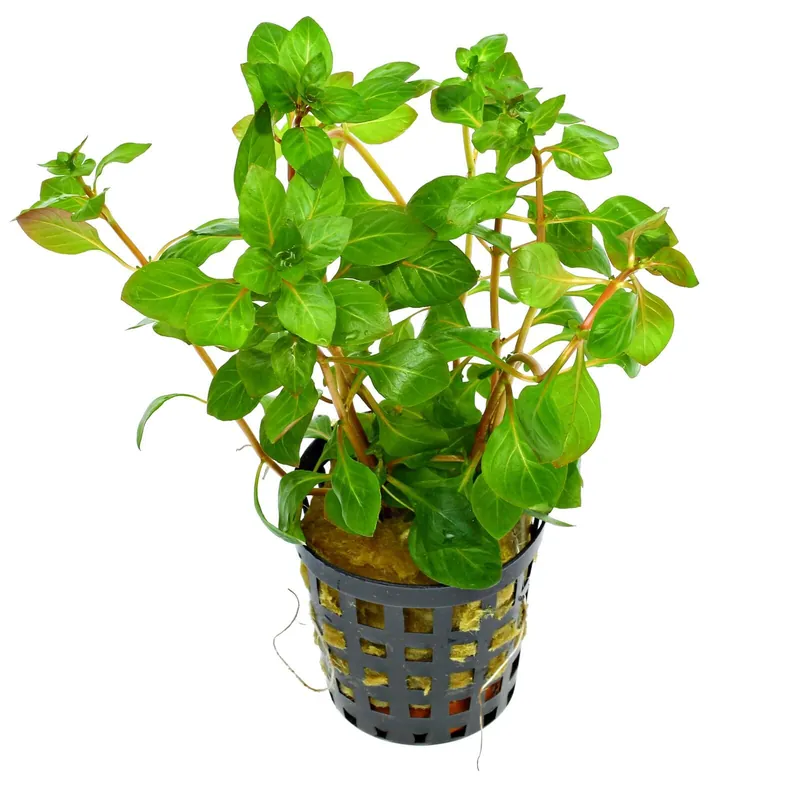 Highlight Ludwigia palustris "Red" Schwierigkeit