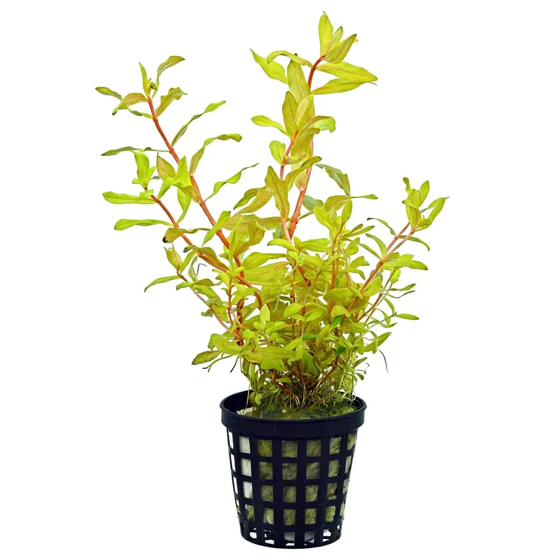 Ammannia pedicellata 'Golden' Schwierigkeit Wochenendangebot