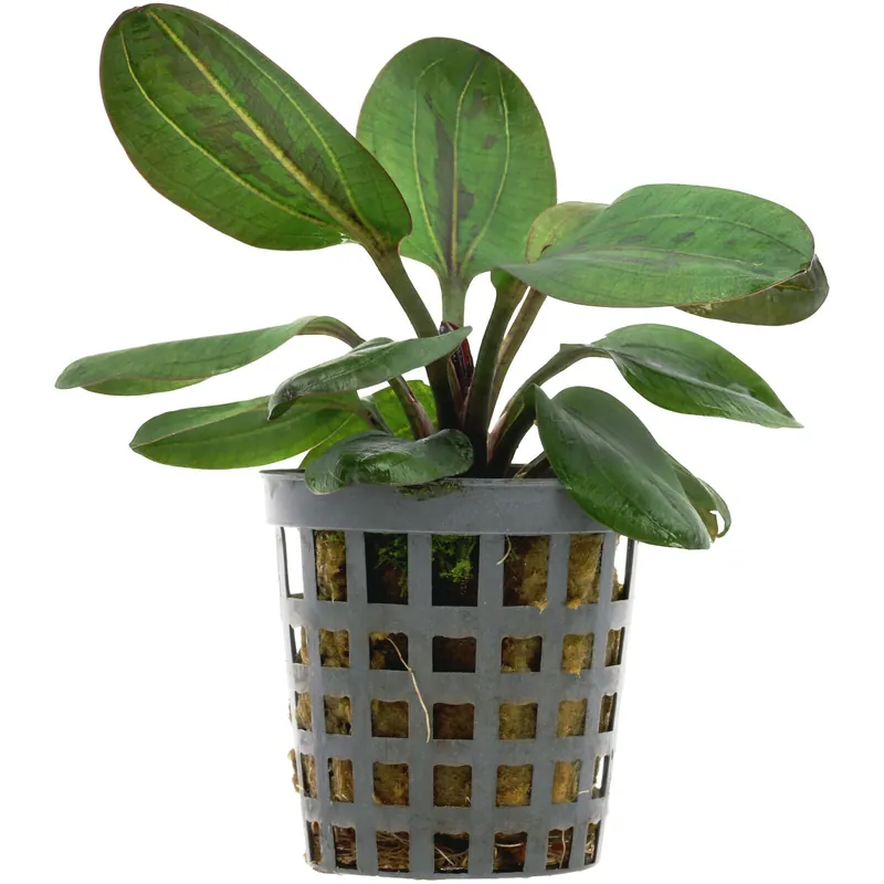 Echinodorus 'Hadi Red Pearl' Schwierigkeit Expressversand