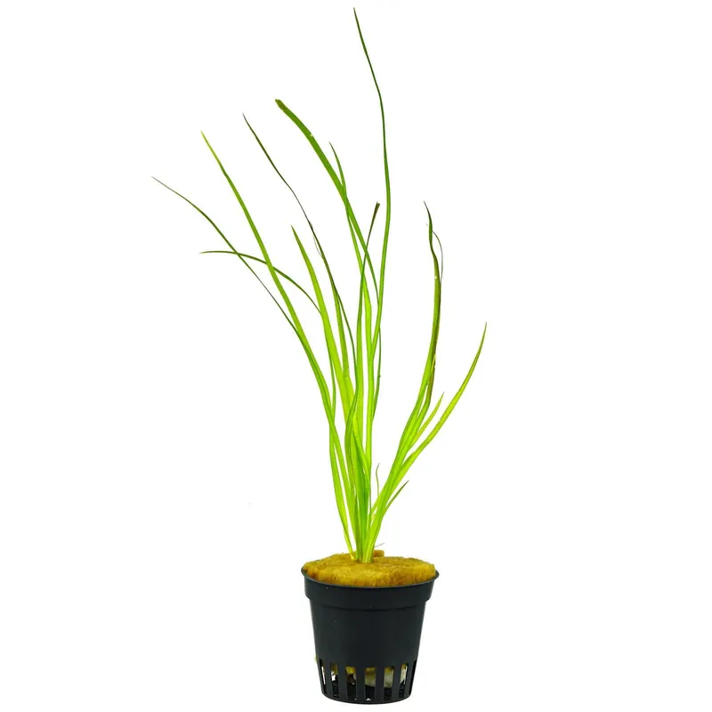 Vallisneria sp. "Rubra" Schwierigkeit Neue Ware