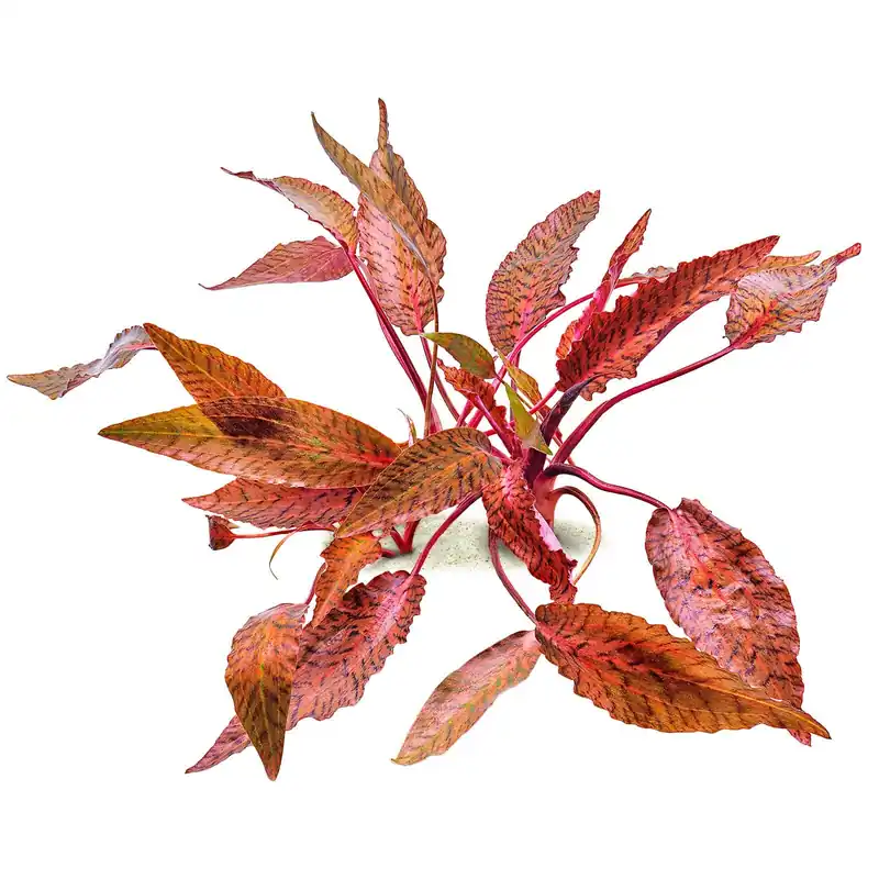 Cryptocoryne nurii var. raubensis 'Rosen Maiden' Schwierigkeit Angebot