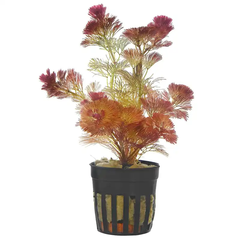 Cabomba furcata ("piauhyensis") Schwierigkeit Abverkauf