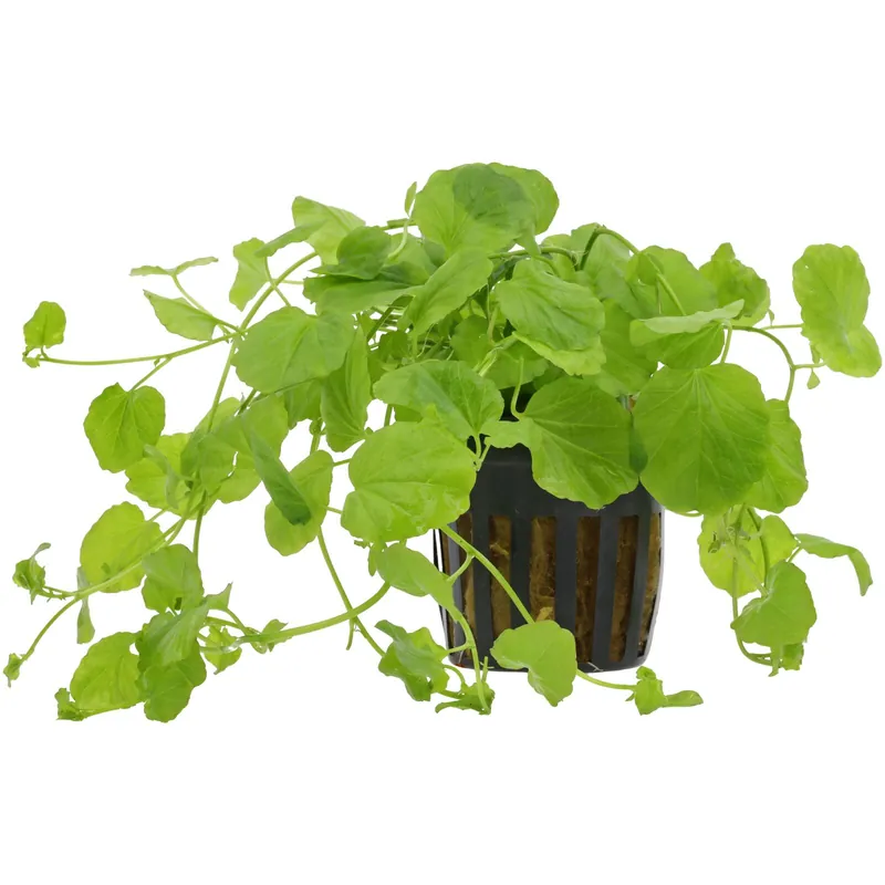 Top-Preis Cardamine lyrata Schwierigkeit