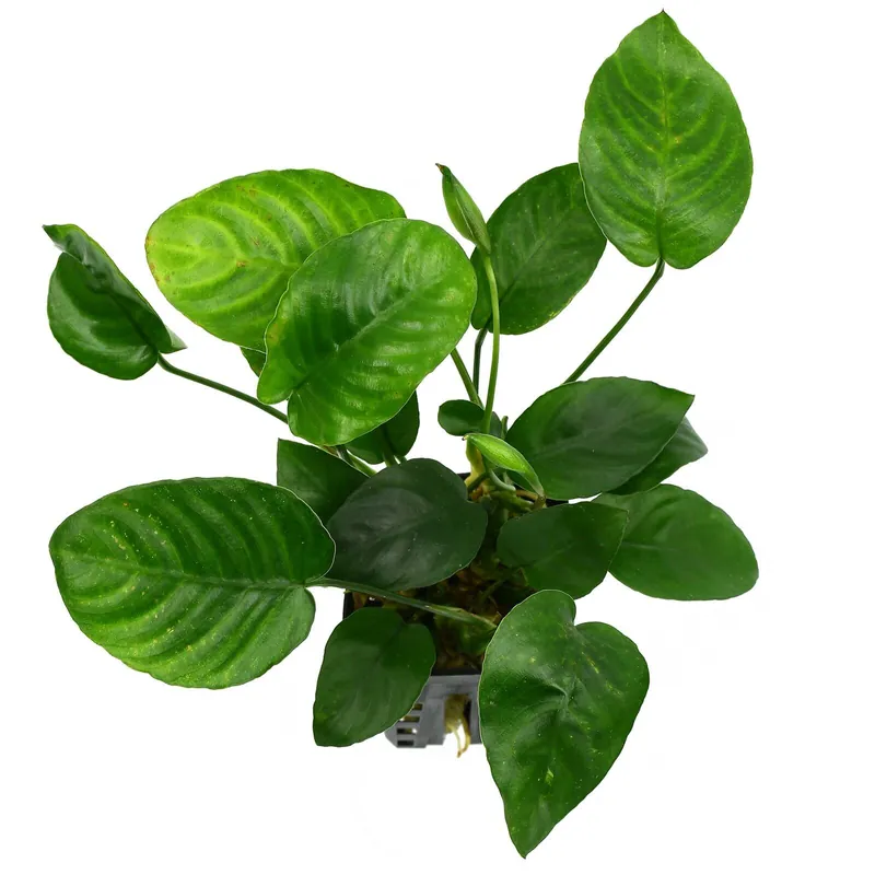 Sofort Bestellen Anubias barteri var. nana 'Large' Schwierigkeit