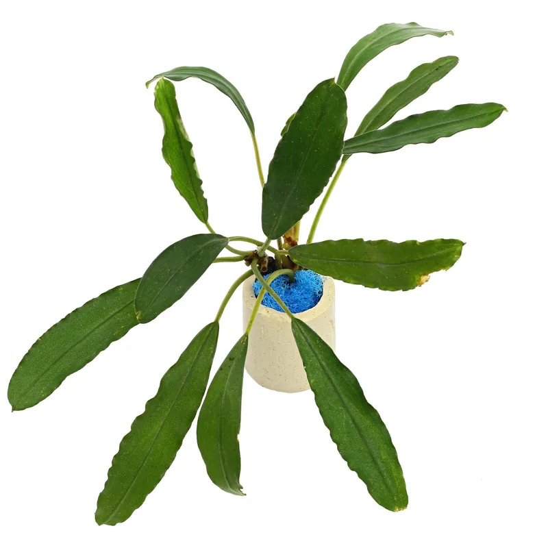 Neue Ware Bucephalandra sp. "Antyovani" Schwierigkeit