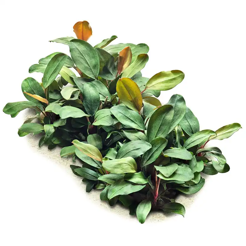 Bestseller Bucephalandra sp. "Melawi Fine Edge" Schwierigkeit