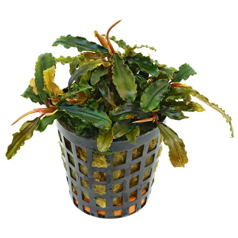 Bucephalandra sp. "Catarina" Schwierigkeit Schnäppchen