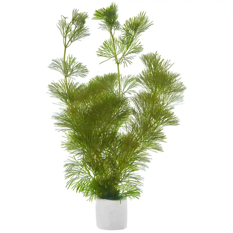 Cabomba palaeformis "Rio Dulce" Schwierigkeit Bestseller