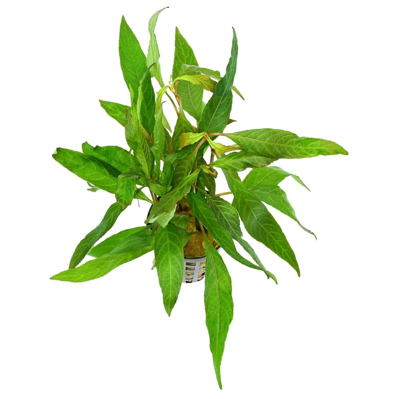 Billig Hygrophila corymbosa "Stricta" ("Angustifolia Rubra") Schwierigkeit