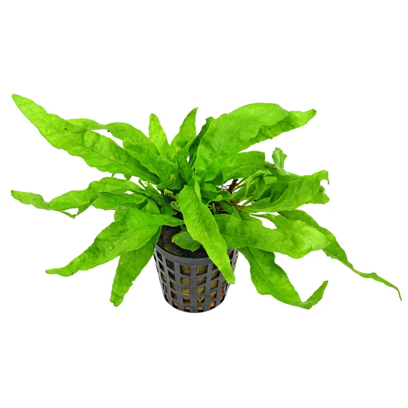 Microsorum pteropus "Undulata" Schwierigkeit Neue Ware