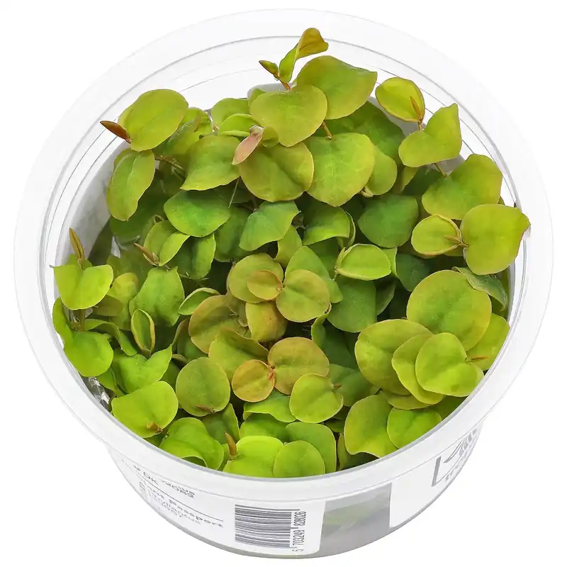 Phyllanthus fluitans Schwierigkeit Sofort Bestellen