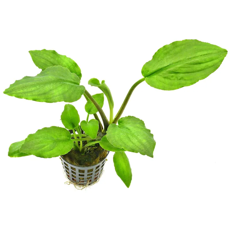 Lagenandra meeboldii 'Green' Schwierigkeit Aktuell