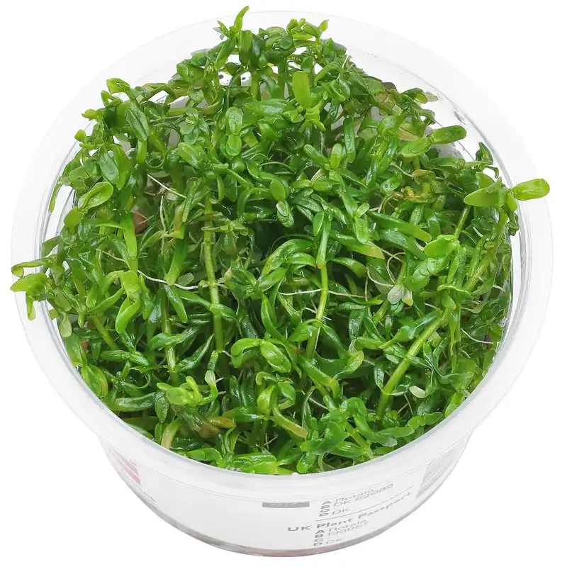 Rotala rotundifolia "Green" Schwierigkeit Preiswert