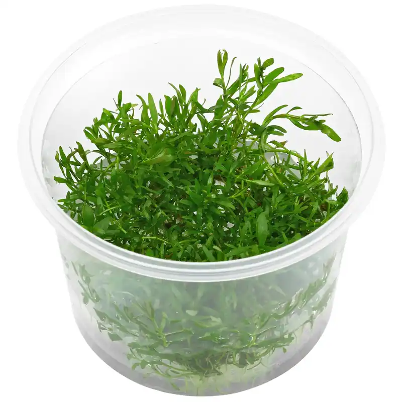 Ludwigia arcuata Schwierigkeit Billig
