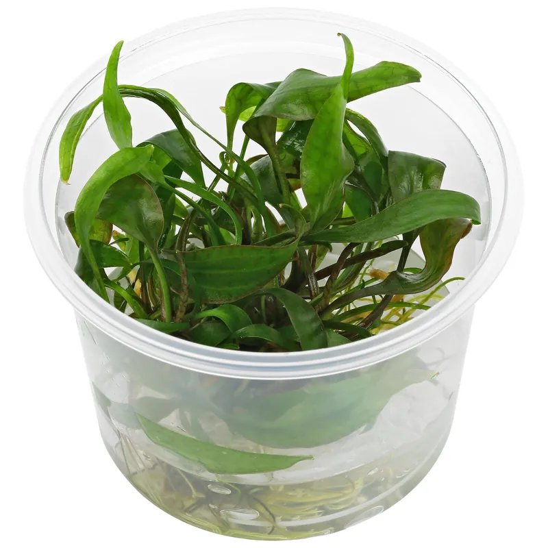 Markenware Cryptocoryne cordata var. siamensis Schwierigkeit