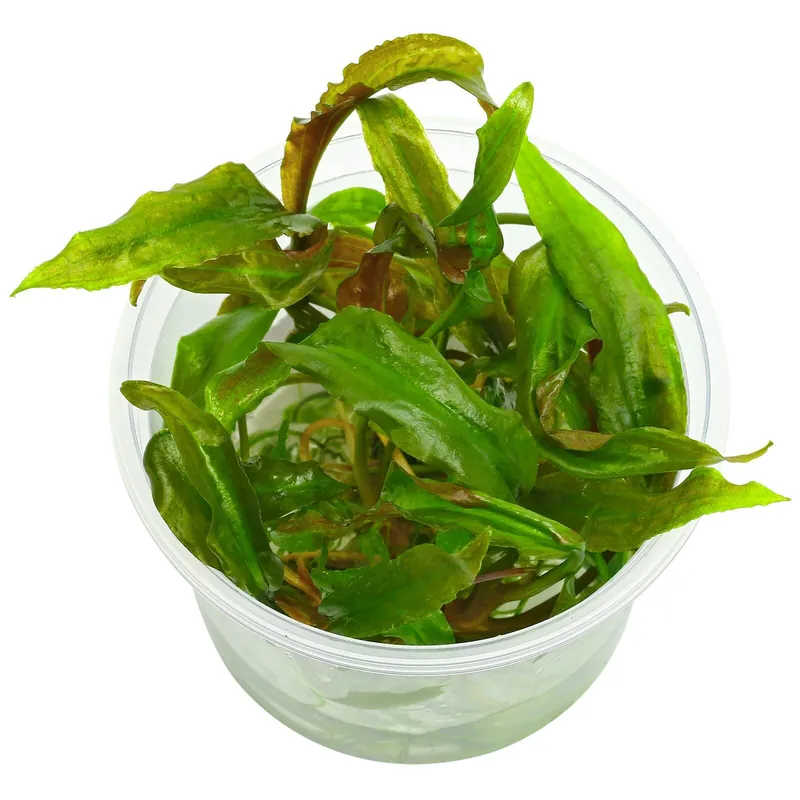 Meistverkauft Cryptocoryne usteriana Schwierigkeit