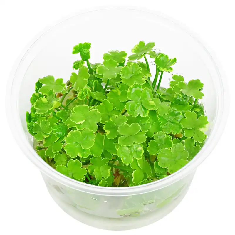 Bestseller Hydrocotyle sibthorpioides 'Variegata' Schwierigkeit