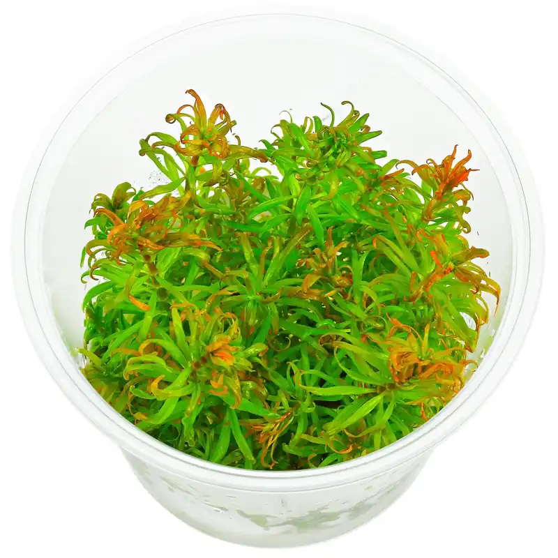 Ludwigia inclinata var. verticillata 'Pantanal' Schwierigkeit Top-Angebot