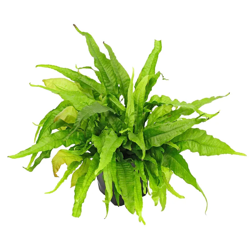 Microsorum pteropus 'Greens' Schwierigkeit Sofort Bestellen