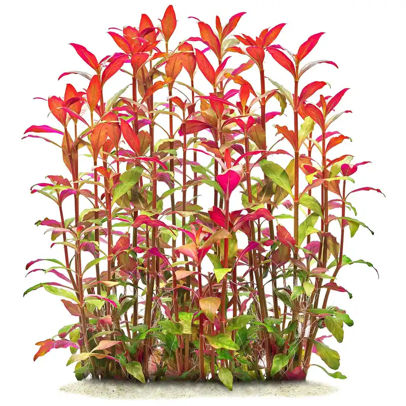 Alternanthera reineckii "Kleines Papageienblatt" Schwierigkeit Letzte Chance