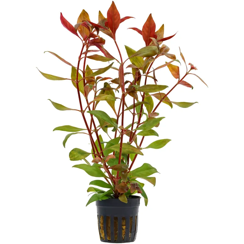 Sonderaktion Alternanthera reineckii "Kleines Papageienblatt" Schwierigkeit