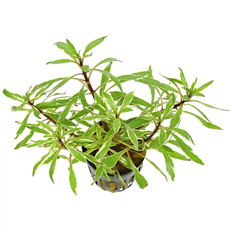 Ludwigia inclinata var. verticillata 'White' Schwierigkeit Finale Aktion