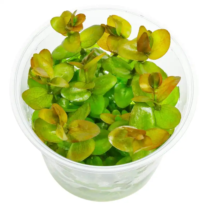 Bacopa caroliniana "Colorata" Schwierigkeit Markenprodukt